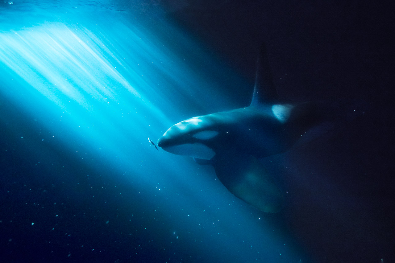 Schwertwal im Scheinwerferlicht eines Fischerbootes. © Audun Rikardsen