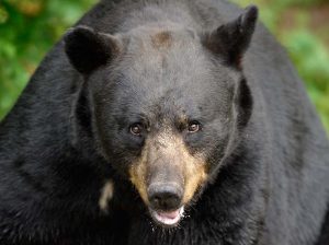 Schwarzbär im Vince Shute Wildlife Sanctuary in Orr, Minnesota (USA) © Holger Rüdel