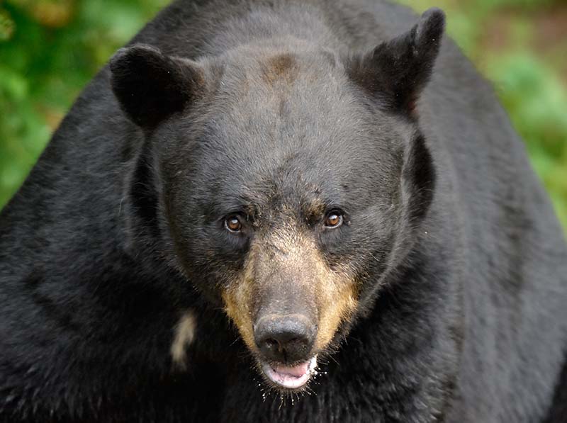 Die Schwarzbären des Vince Shute Wildlife Sanctuary in Orr, Minnesota (USA)
