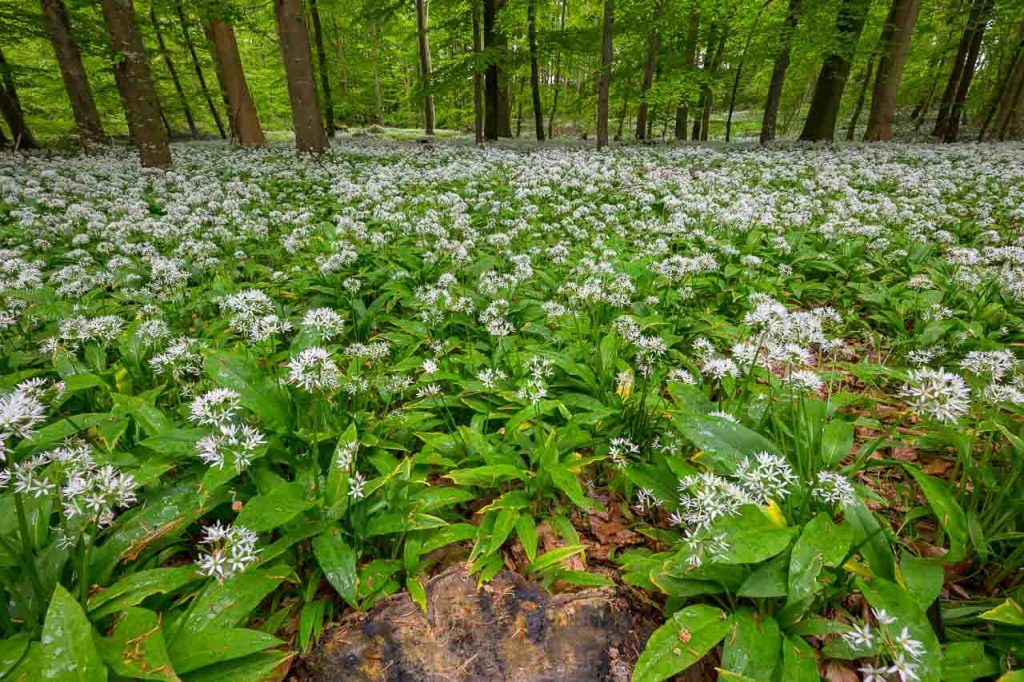 Blühender Bärlauch bildet im Wald von Kahleby im Mai einen dichten Teppich.