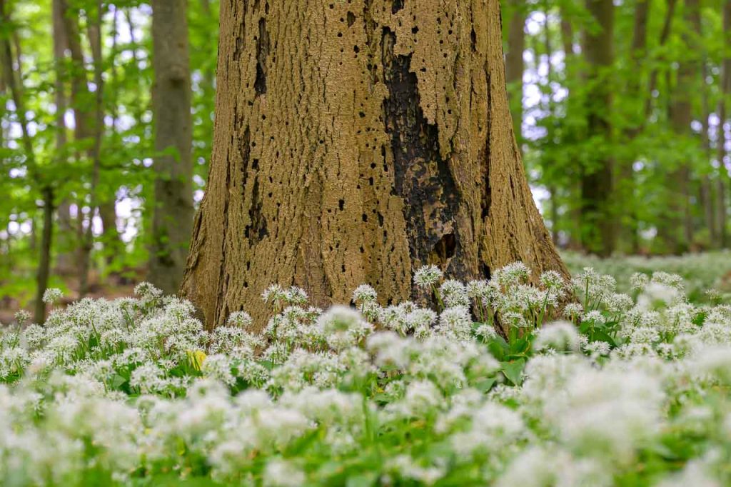 Blühender Bärlauch bildet im Wald von Kahleby im Mai einen dichten Teppich.