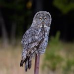 Bartkauz/Great Grey Owl © Holger Rüdel