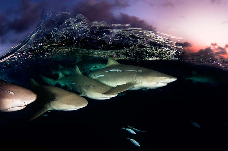 Lemon sharks on Patrol by David Doubilet © David Doubilet / Undersea Images, Inc.