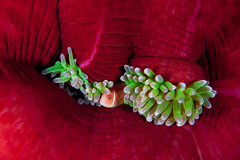 Pink Anemonefish © David Doubilet