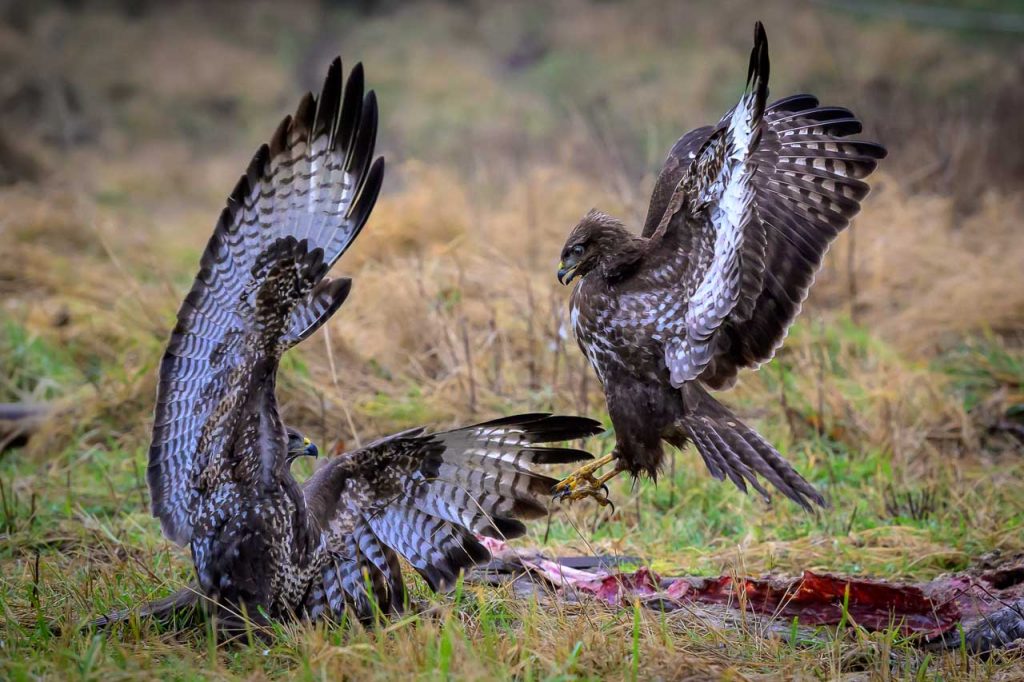 Greifvögel im Duell: Zwei Mäusebussarde bekämpfen sich an einem Luderplatz.