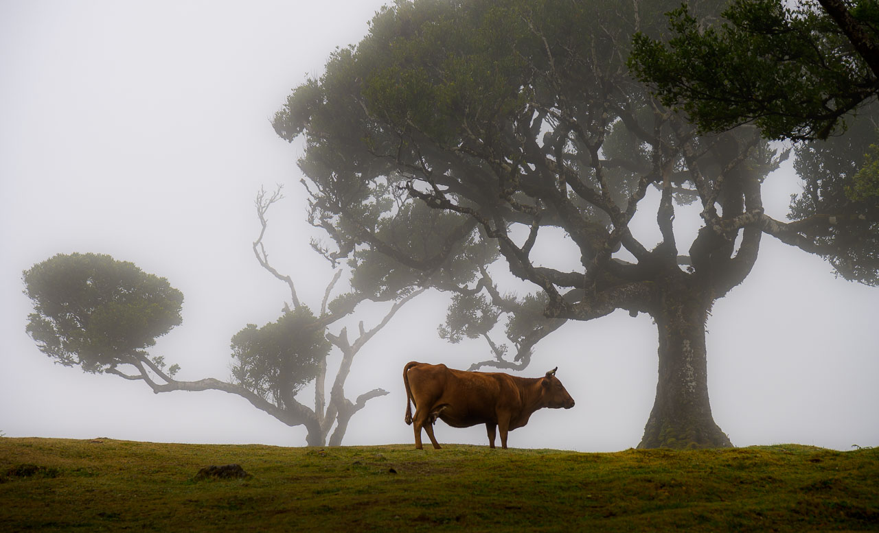 Der Nebelwald Fanal auf Madeira wird geprägt durch bizarr gewachsene, uralte Lorbeerbäume.