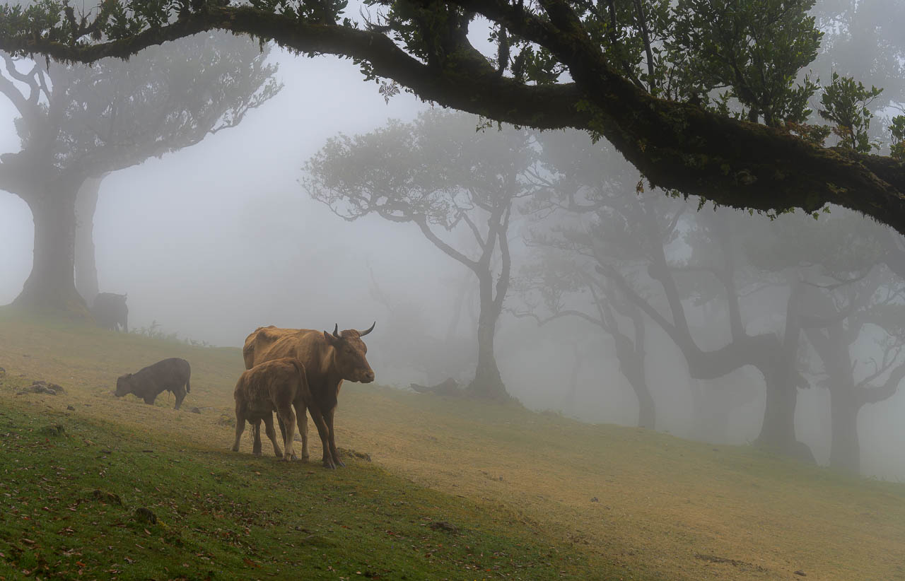 Der Nebelwald Fanal auf Madeira wird geprägt durch bizar gewachsene, mitunter uralte Lorbeerbäume.