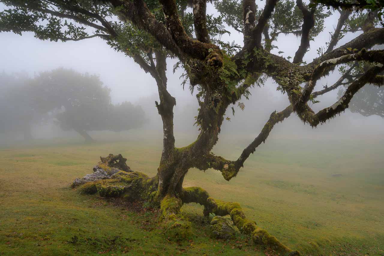 Der Nebelwald Fanal auf Madeira wird geprägt durch bizarr gewachsene, oft uralte Lorbeerbäume.