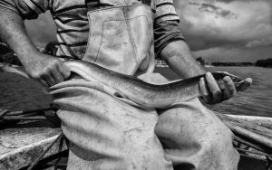 Matthias Nanz aus Schleswig ist einer der letzten Berufsfischer an der Schlei. Mit seinem Boot "Schle. 12" fährt Matthias Nanz vom Liegeplatz in Missunde zu den Fanggründen in der Schlei. In der warmen Jahreszeit sind Aale die bevorzugte Beute. Hier präsentiert Matthias Nanz ein Ausnahmeexemplar mit einem Gewicht von über 2 kg.