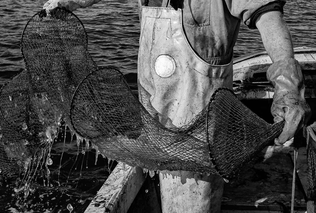 Matthias Nanz aus Schleswig ist einer der letzten Berufsfischer an der Schlei. Invasionen von Rippenquallen wie hier Im Spätsommer 2019 sind eine neue Herausforderung für ihn und seine Kollegen. Die Reusen sind mit Quallen verstopft. Der Fischfang kommt zum Erliegen.