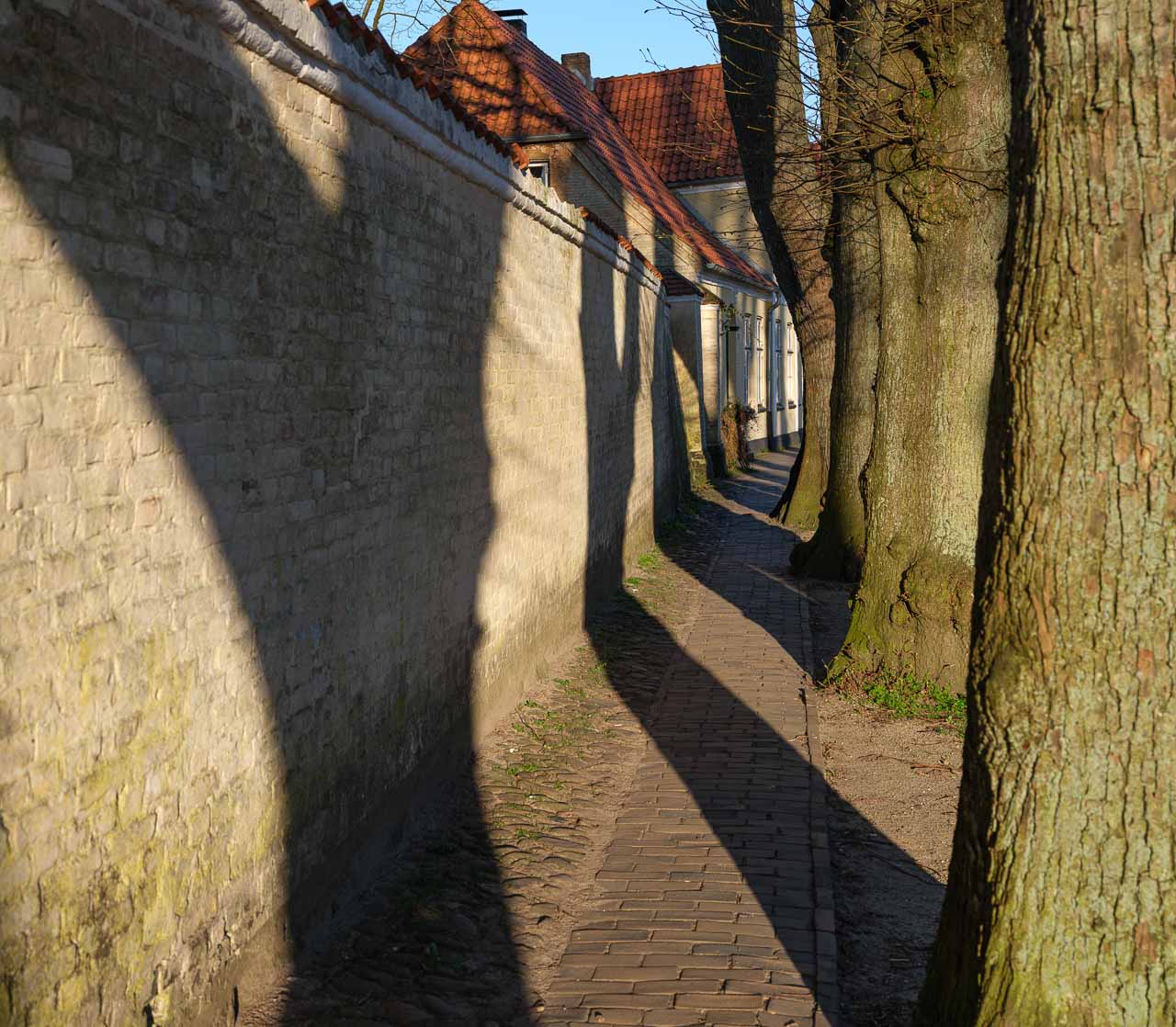 Spiel mit Licht und Schatten: Frühmorgens in der Fischersiedlung Holm in Schleswig, hier in der Allee beim St.-Johannis-Kloster. Die Aufnahme entstand mit einer Fujifilm GFX 100S.