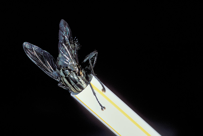 Fliege steckt mit dem Kopf im Strohhalm © Holger Rüdel