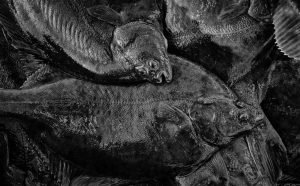 Der Herbst ist die Zeit, in der die Fischer an der Schlei Raubfische, Heringe und Flundern (Struvbutt) fangen. Das Bild zeigt Flundern in der Fischkiste des Schleifischers Matthias Nanz.