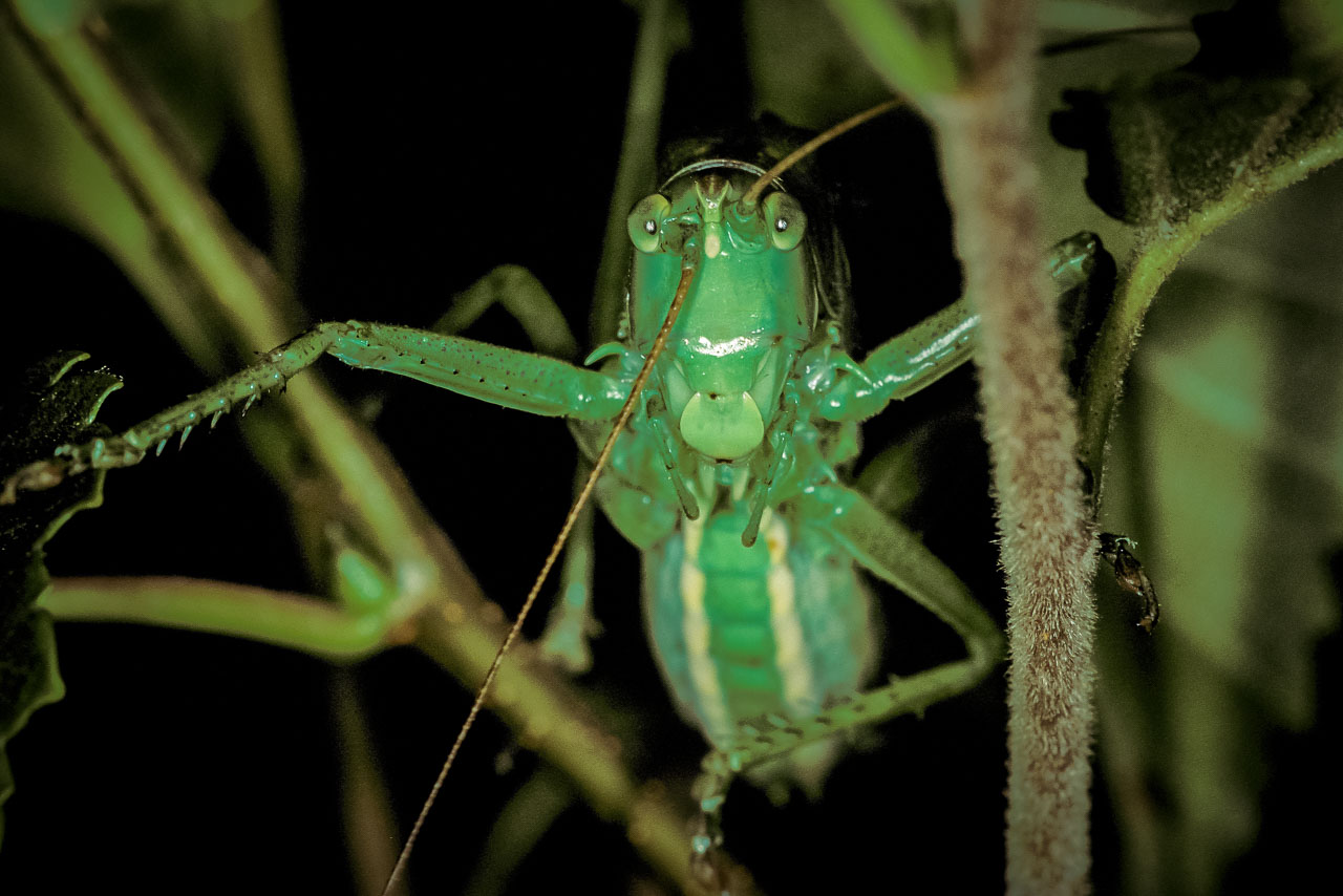 Grünes Heupferd (Tettigonia viridissima). Die Aufnahme entstand mit dem Nikon Makroblitzgerät Speedlight SB-29.