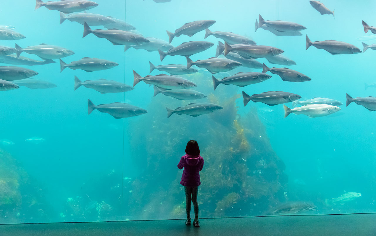 Der Atlantikpark, westlich der norwegischen Stadt Ålesund gelegen, ist eines der größten Salzwasser-Aquarien Nordeuropas. Die Meeresfische in den Becken beeindrucken vor allem Kinder wie dieses kleine Mädchen. © Holger Rüdel