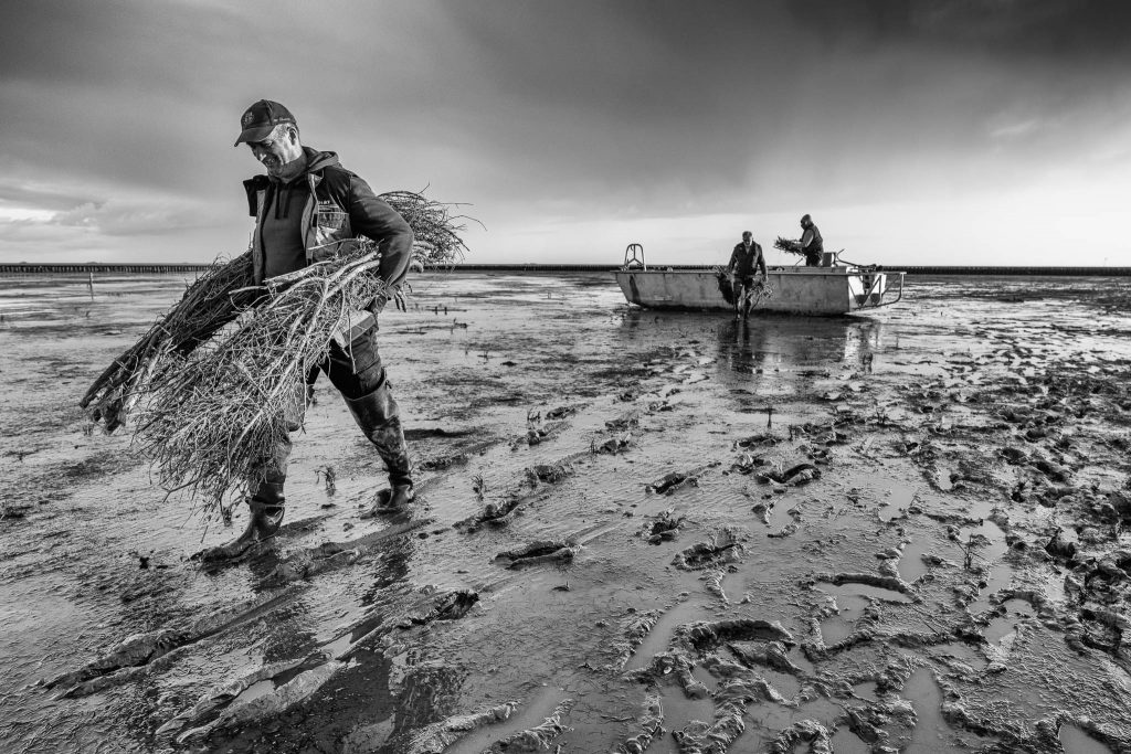 Lahnungsarbeiten des Landesbetriebs für Küstenschutz, Nationalpark und Meeresschutz Schleswig-Holstein (LKN.SH) im Watt vor Pellworm.