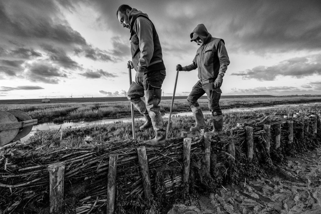 Lahnungsarbeiten des Landesbetriebs für Küstenschutz, Nationalpark und Meeresschutz Schleswig-Holstein (LKN.SH) im Watt vor Pellworm.