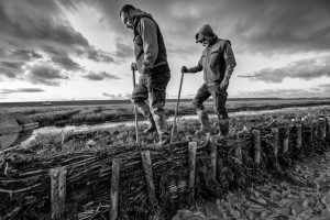 Lahnungsarbeiten des Landesbetriebs für Küstenschutz, Nationalpark und Meeresschutz Schleswig-Holstein (LKN.SH) im Watt vor Pellworm.