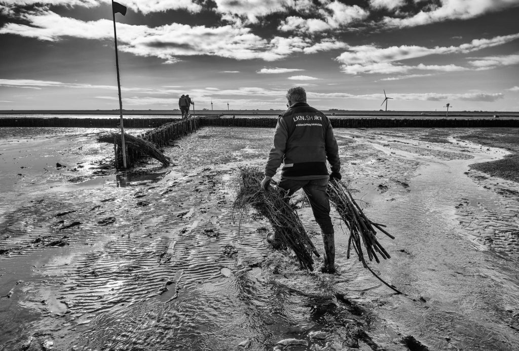 Lahnungsarbeiten des Landesbetriebs für Küstenschutz, Nationalpark und Meeresschutz Schleswig-Holstein (LKN.SH) im Watt vor Pellworm.