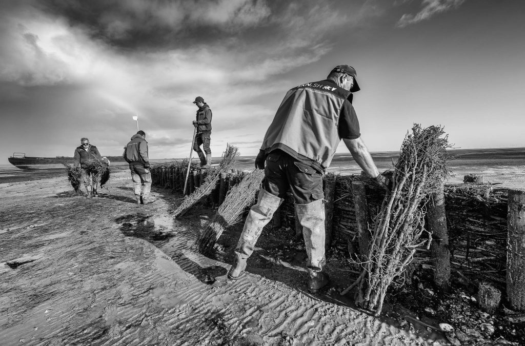 Lahnungsarbeiten des Landesbetriebs für Küstenschutz, Nationalpark und Meeresschutz Schleswig-Holstein (LKN.SH) im Watt vor Pellworm.