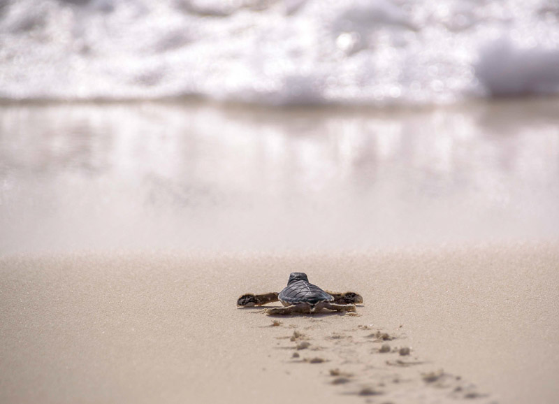 Meeresschildkröte © Maria Weber