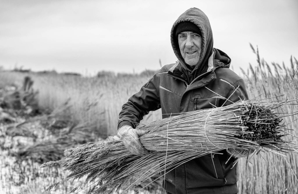 Holger Schultz lebt auf Sylt und ist einer der letzten Reetbauern an der Westküste. Reet wird im Winter geernetet wie hier in der Nähe von Morsum – an diesem Tag bei Schnee und minus 15° Celsius.