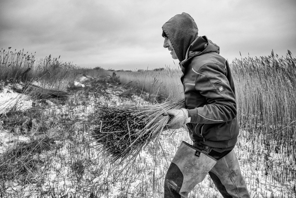 Holger Schultz lebt auf Sylt und ist einer der letzten Reetbauern an der Westküste. Reet wird im Winter geernetet wie hier in der Nähe von Morsum – an diesem Tag bei Schnee und minus 15° Celsius.