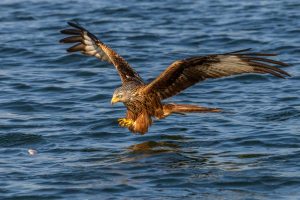 Ein Roter Milan (Milvus milvus) kurz vor dem Ergreifen eines Beutefisches. Das Foto entstand mit einer Nikon D850 am Breiten Luzin im Naturpark Feldberger Seenlandschaft in Mecklenburg-Vorpommern.