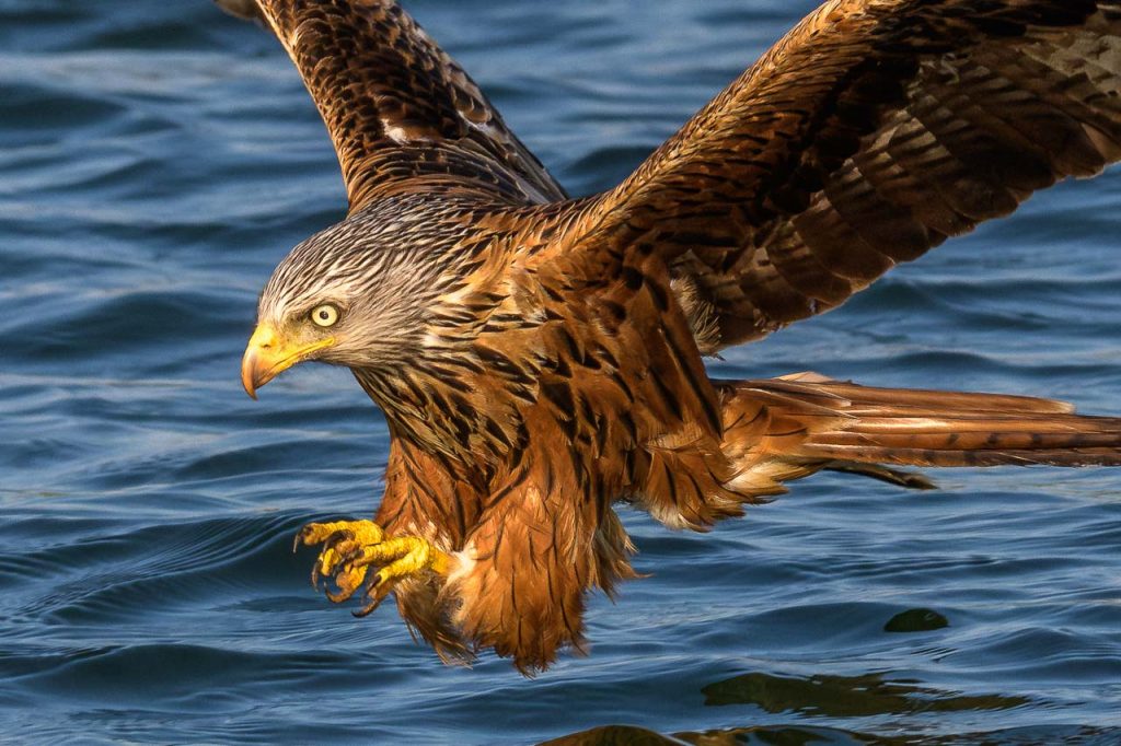 Ein Roter Milan (Milvus milvus) kurz vor dem Ergreifen eines Beutefisches. Das Foto - ein Ausschnitt - entstand mit einer Nikon D850 am Breiten Luzin im Naturpark Feldberger Seenlandschaft in Mecklenburg-Vorpommern.
