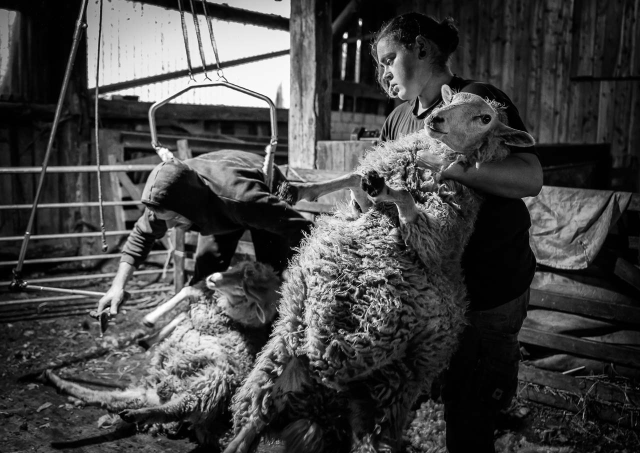 Die Schur der Schafschwänze ist eine Sache für Profis, hier beobachtet im Stall der Wanderschäferei Kimmel.