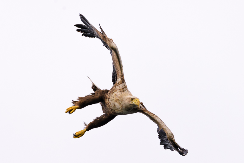 Seeadler im Anflug © Holger Rüdel
