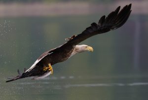 Seeadler mit erbeutetem Fisch © Holger Rüdel