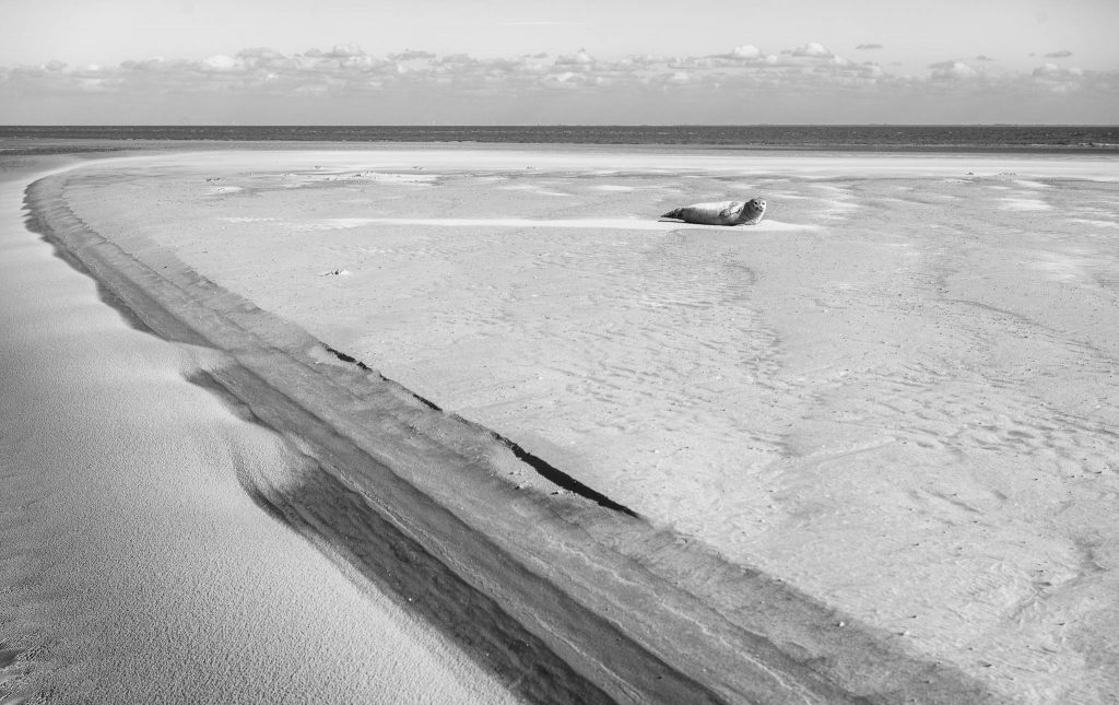 Ein Seehund in der einsamen Weite von Süderoogsand.