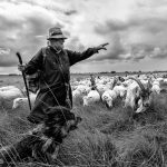 Mit einer Herde von 850 Schafen und Ziegen zieht der Wanderschäfer John Kimmel durch das Tetenhusener Moor in Schleswig-Holstein.