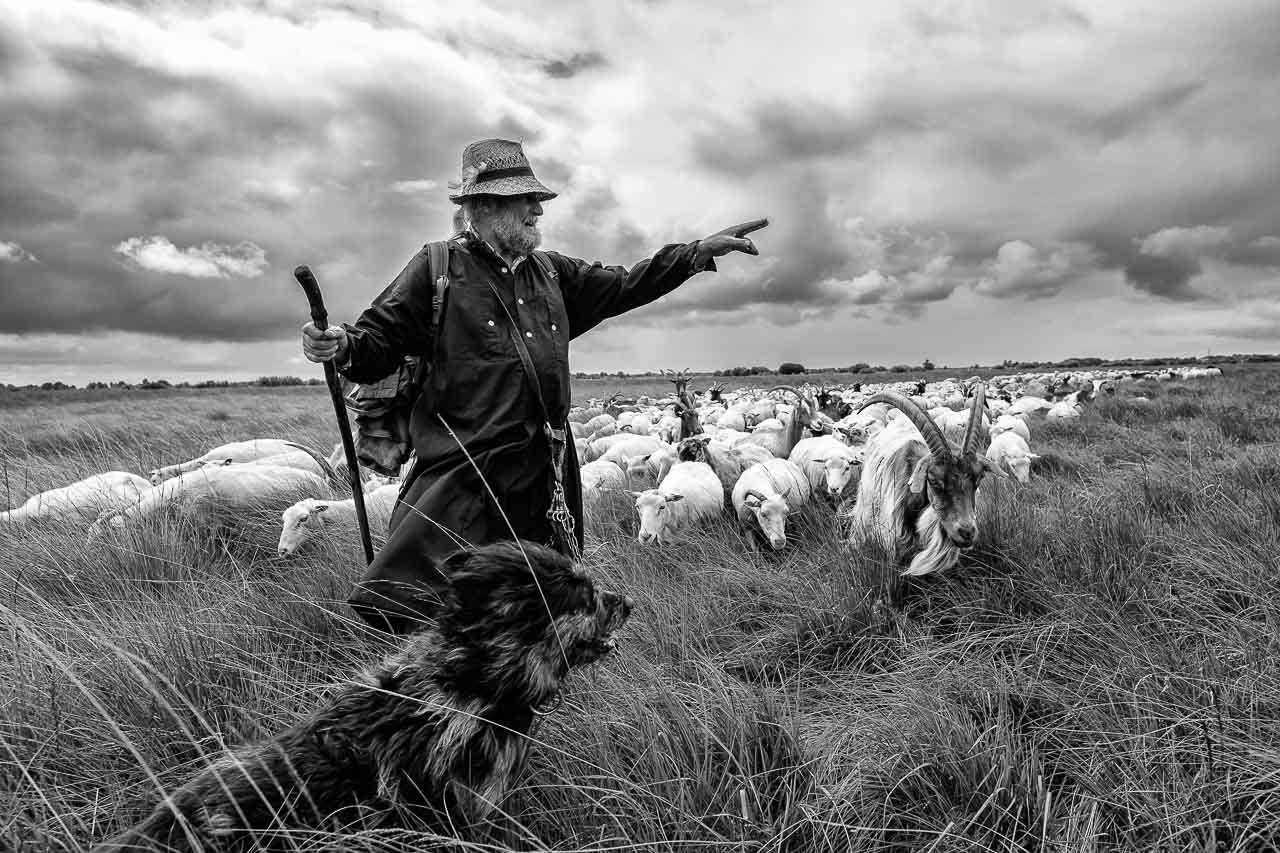 Mit einer Herde von 850 Schafen und Ziegen zieht der Wanderschäfer John Kimmel durch das Tetenhusener Moor in Schleswig-Holstein.