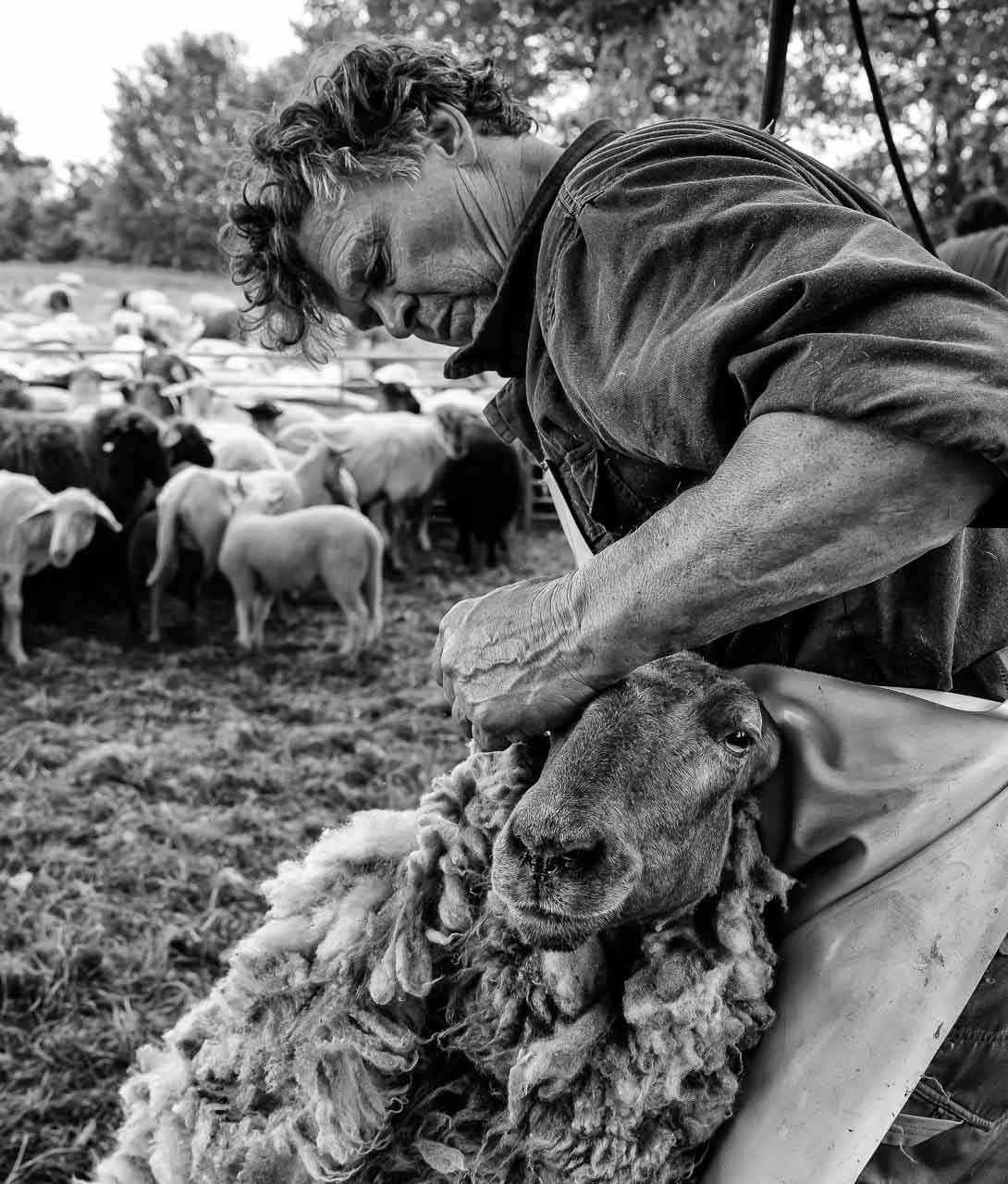 Einmal im Jahr werden die Schafe geschoren, hier auf offenem Feld in der Barker Heide. Die Wanderschäfereien in Schleswig-Holstein engagieren für diese Aufgabe professionelle Scherer, die meistens im Team arbeiten und elektrisch betriebene Geräte einsetzen. Nur so lässt sich bei einer Herde von über 500 Tieren die erforderliche hohe Scherfrequenz erreichen.