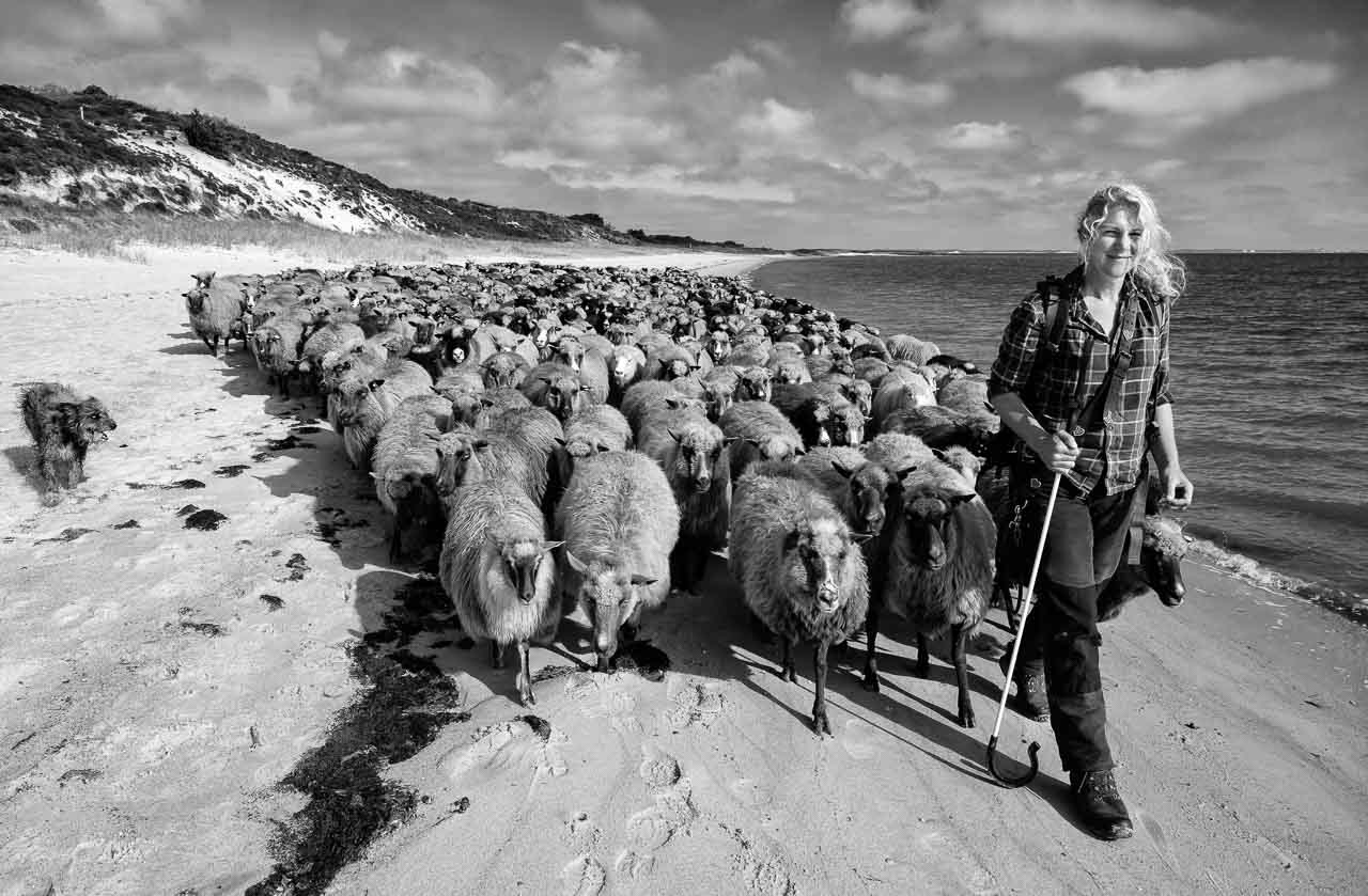 Uta Wree, die Wanderschäferin von Sylt. Hier zieht sie mit ihrer Herde über den Strand der Braderuper Heide.