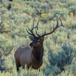 Ein Wapiti-Hirsch, in den USA als Elk bezeichnet, auf einer mit Buschwerk bewachsenen Lichtung im Yellowstone National Park