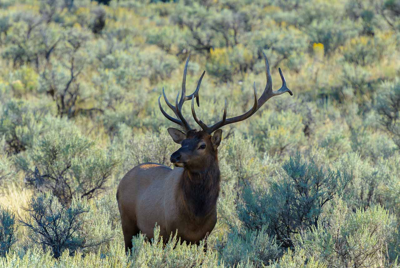 Ein Wapiti-Hirsch, in den USA als Elk bezeichnet, auf einer mit Buschwerk bewachsenen Lichtung im Yellowstone National Park
