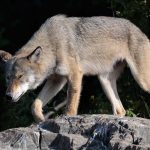 Grauer Wolf in Minnesota (USA) © Holger Rüdel