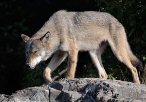 Grauer Wolf in Minnesota (USA) © Holger Rüdel