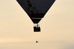 Wildgans begegnet Heißluftballon © Holger Rüdel