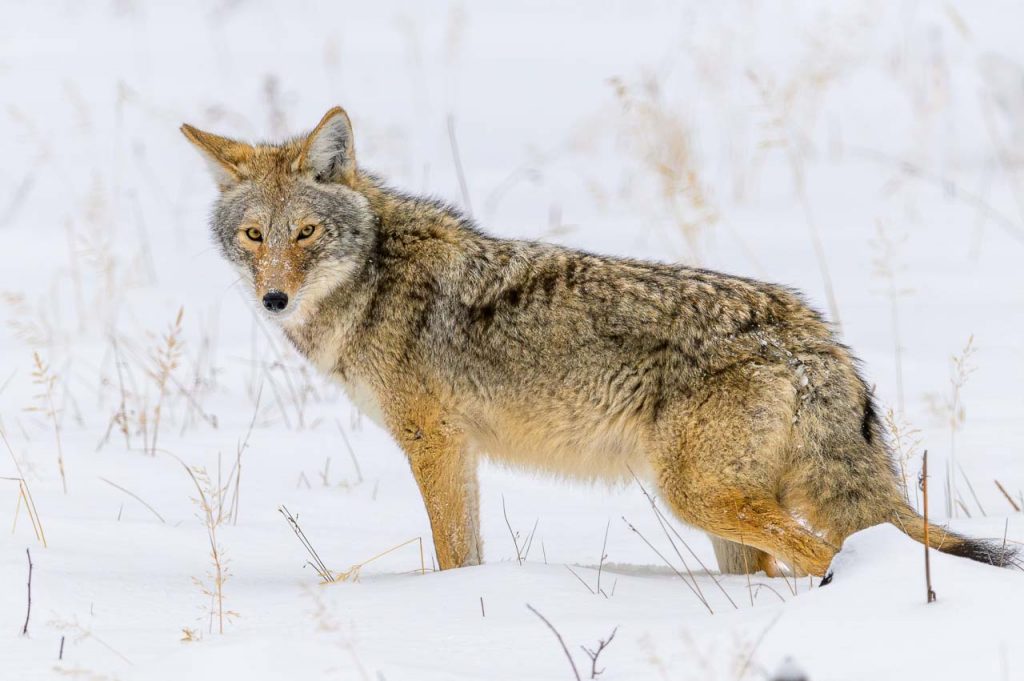 Der Kojote, auch bekannt als nordamerikanischer Präriewolf oder Steppenwolf, gehört zur Familie der Hunde und sieht einem kleineren Wolf ähnlich. Im Yellowstone National Park sind Kojoten recht weit verbreitet. Hier entstand diese Aufnahme an einem Wintertag in der Nähe des Madison River.