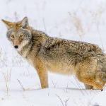 Der Kojote, auch bekannt als nordamerikanischer Präriewolf oder Steppenwolf, gehört zur Familie der Hunde und sieht einem kleineren Wolf ähnlich. Im Yellowstone National Park sind Kojoten recht weit verbreitet. Diese Aufnahme entstand an einem eiskalten Wintertag in der Nähe des Madison River.