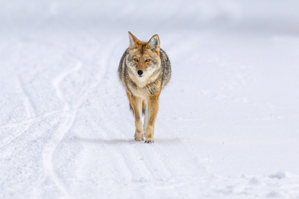 Der Kojote, auch bekannt als nordamerikanischer Präriewolf oder Steppenwolf, gehört zur Familie der Hunde und sieht einem kleineren Wolf ähnlich. Im Yellowstone National Park sind Kojoten recht weit verbreitet. Hier entstand diese Aufnahme an einem Wintertag in der Nähe des Madison River.