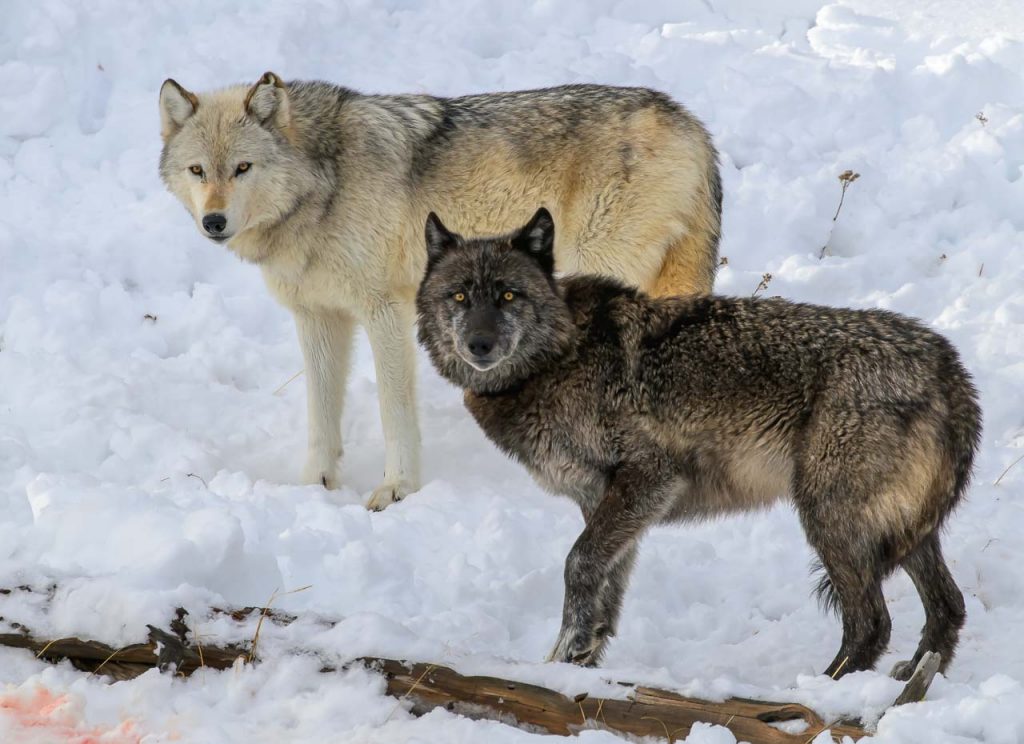 Yellowstone im Winter:: Wölfe aus dem "Wapiti Pack" haben einen Bison am Firehole River eingekreist und verletzt. Sie lassen ihre stark geschwächte Beute nicht mehr aus dem Auge, bis sie erlegt ist.