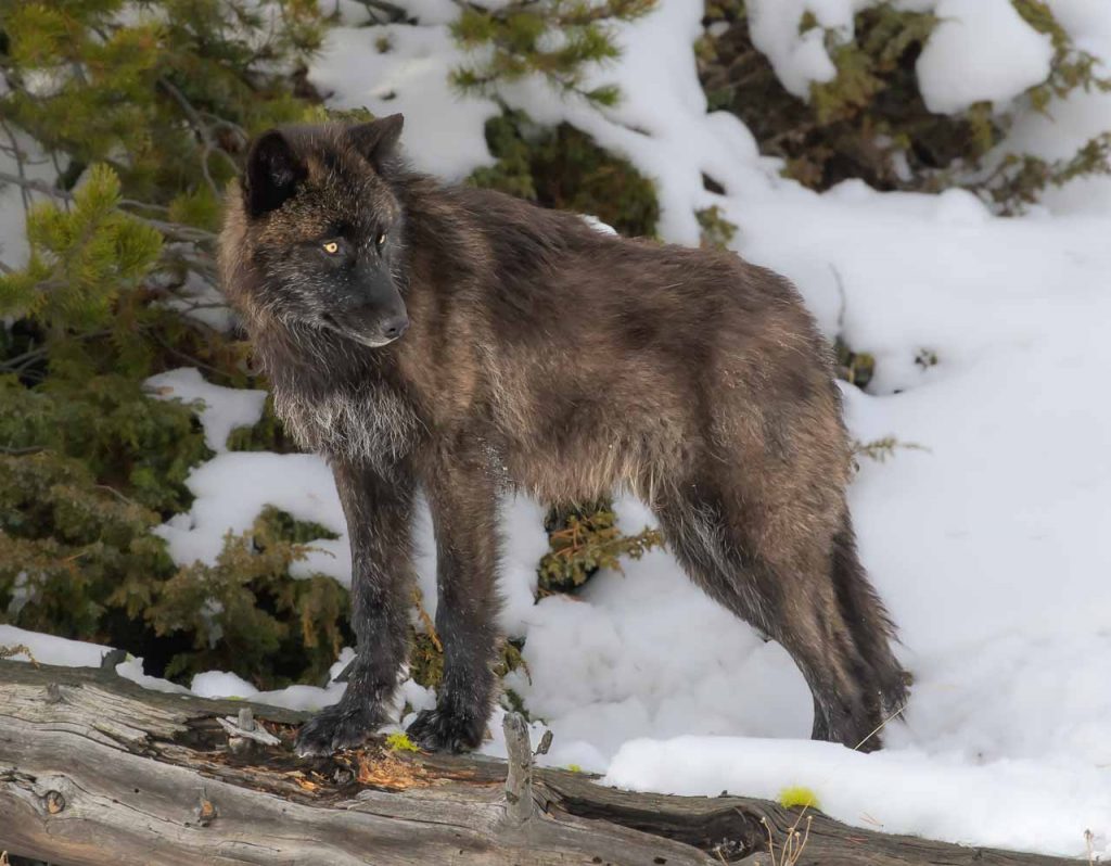 Yellowstone im Winter: Wölfe aus dem "Wapiti Pack" haben einen Bison am Firehole River eingekreist und verletzt. Sie lassen ihre stark geschwächte Beute nicht mehr aus dem Auge, bis sie erlegt ist.