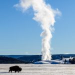Bison im verschneiten Yellowstone National Park mit dem Midway Geyser Basin im Hintergrund.