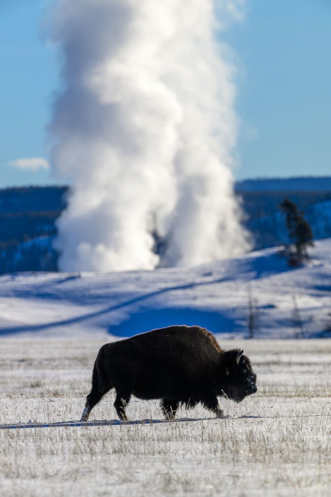 Bison im verschneiten Yellowstone National Park mit dem Midway Geyser Basin im Hintergrund.