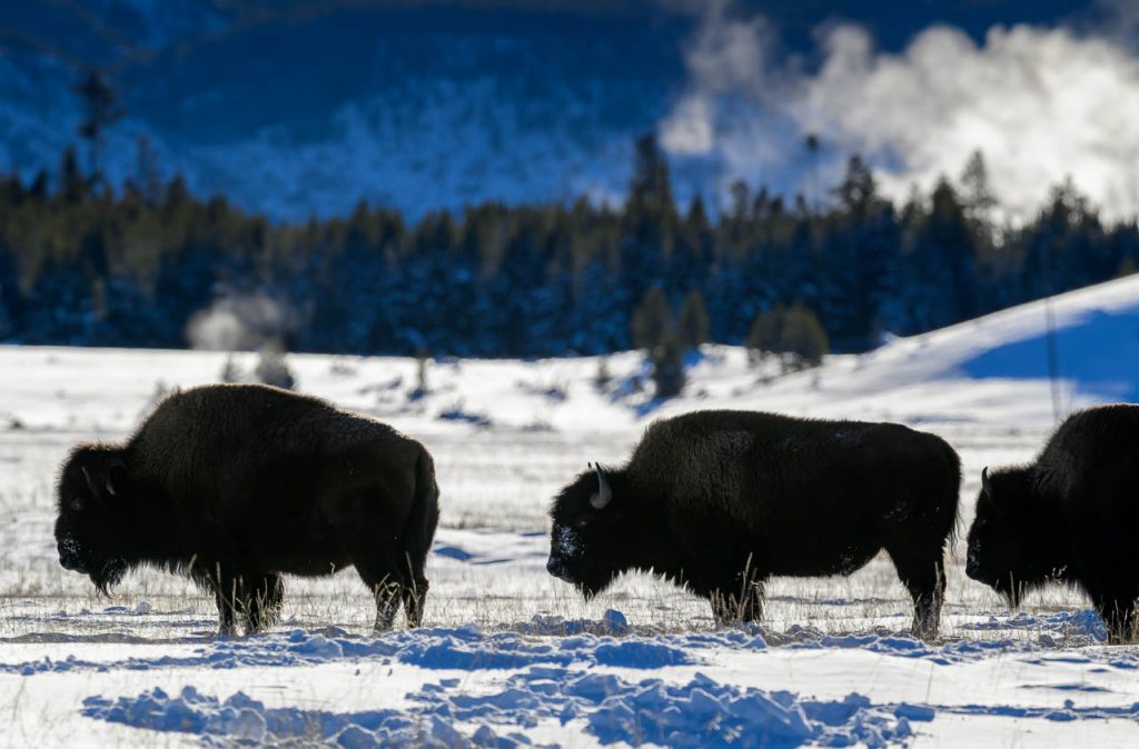 Bisons im verschneiten Yellowstone National Park mit dem Midway Geyser Basin im Hintergrund.